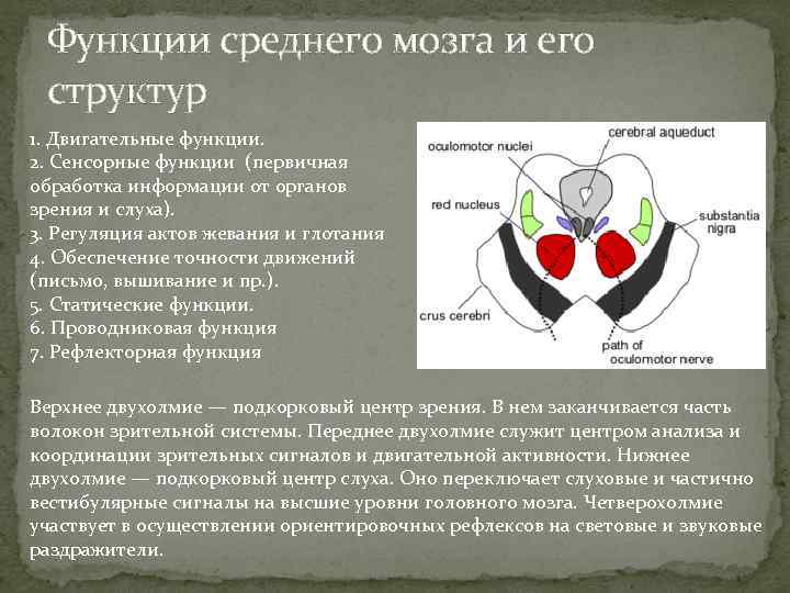 Функции среднего мозга и его структур 1. Двигательные функции. 2. Сенсорные функции (первичная обработка