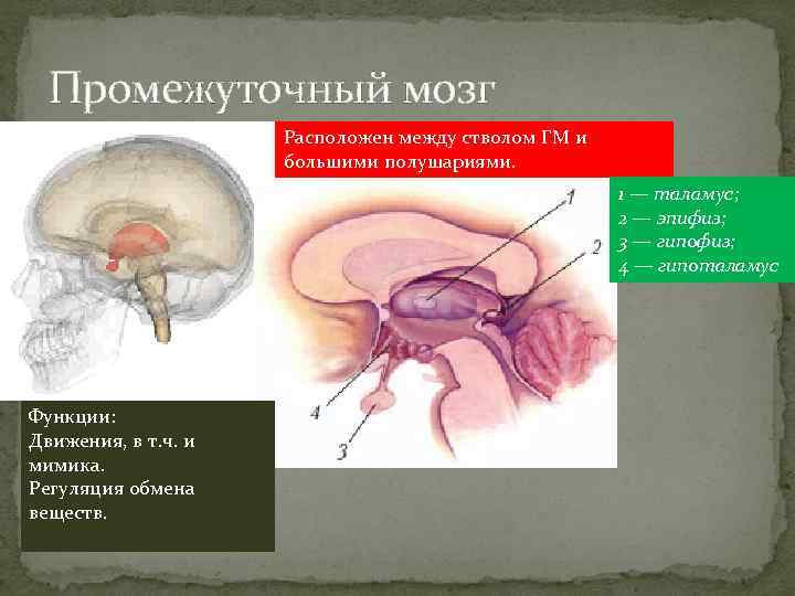 Промежуточный мозг Расположен между стволом ГМ и большими полушариями. 1 — таламус; 2 —