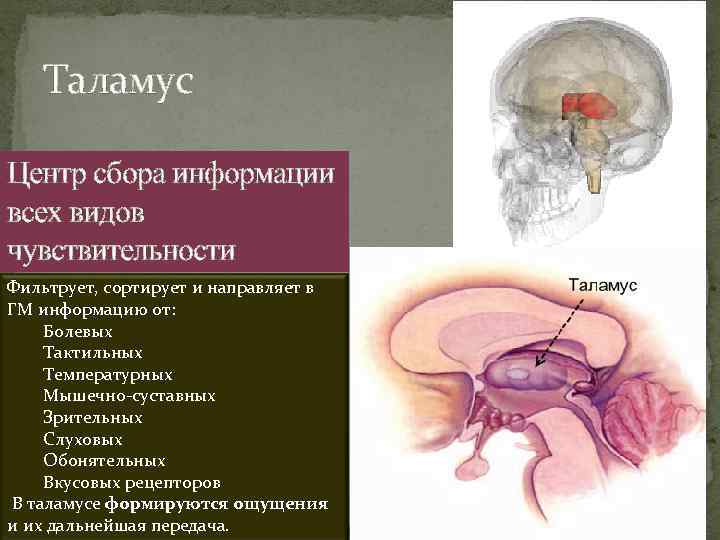 Таламус Центр сбора информации всех видов чувствительности Фильтрует, сортирует и направляет в ГМ информацию