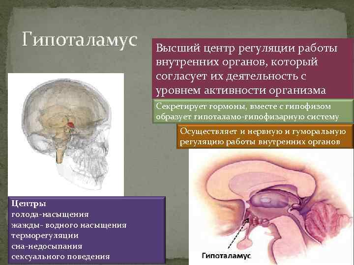 Гипоталамус Высший центр регуляции работы внутренних органов, который согласует их деятельность с уровнем активности