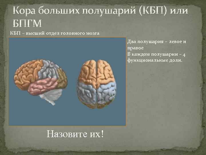 Кора больших полушарий (КБП) или БПГМ КБП – высший отдел головного мозга Два полушария