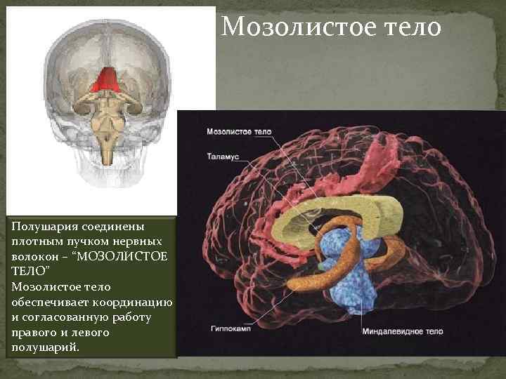 Мозолистое тело Полушария соединены плотным пучком нервных волокон – “МОЗОЛИСТОЕ ТЕЛО” Мозолистое тело обеспечивает