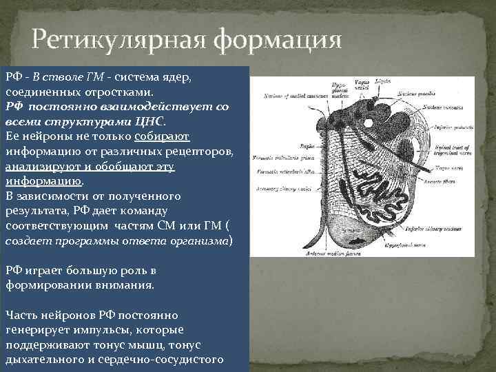 Ретикулярная формация РФ - В стволе ГМ - система ядер, соединенных отростками. РФ постоянно