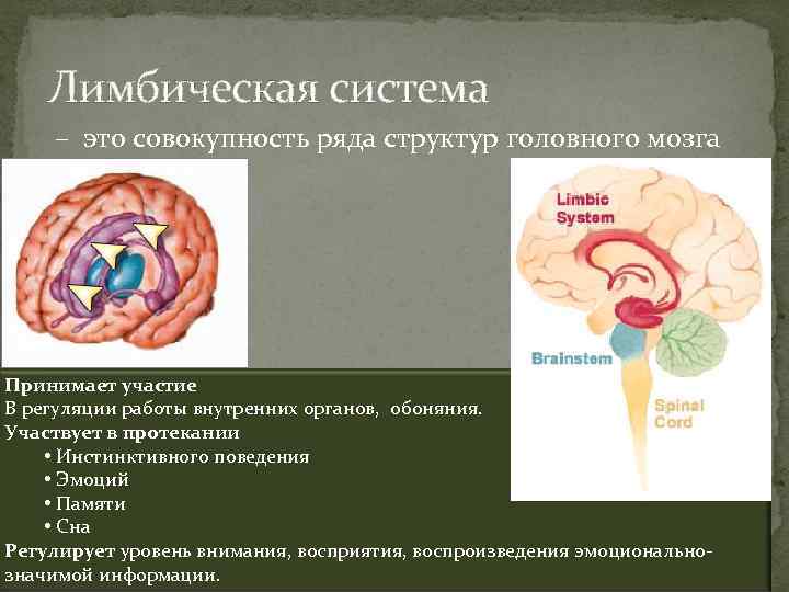 Лимбическая система – это совокупность ряда структур головного мозга Принимает участие В регуляции работы