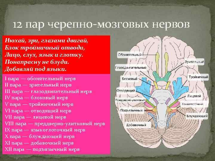 12 пар черепно-мозговых нервов Нюхай, зри, глазами двигай, Блок тройничный отводи, Лицо, слух, язык