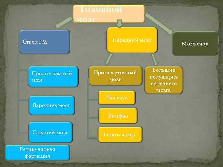 Головной мозг Ствол ГМ Продолговатый мозг Передний мозг Промежуточный мозг Таламус Варолиев мост Эпифиз