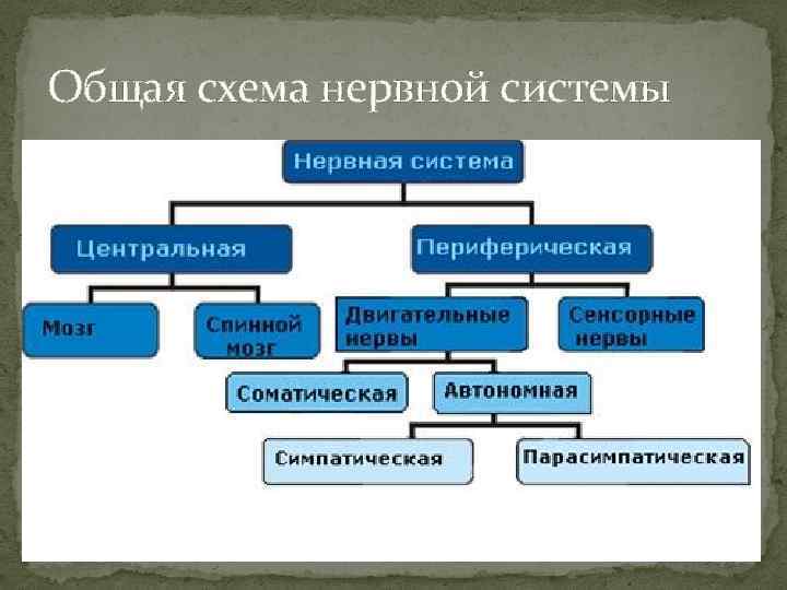 Схема подразделения нервной системы на центральную и периферическую