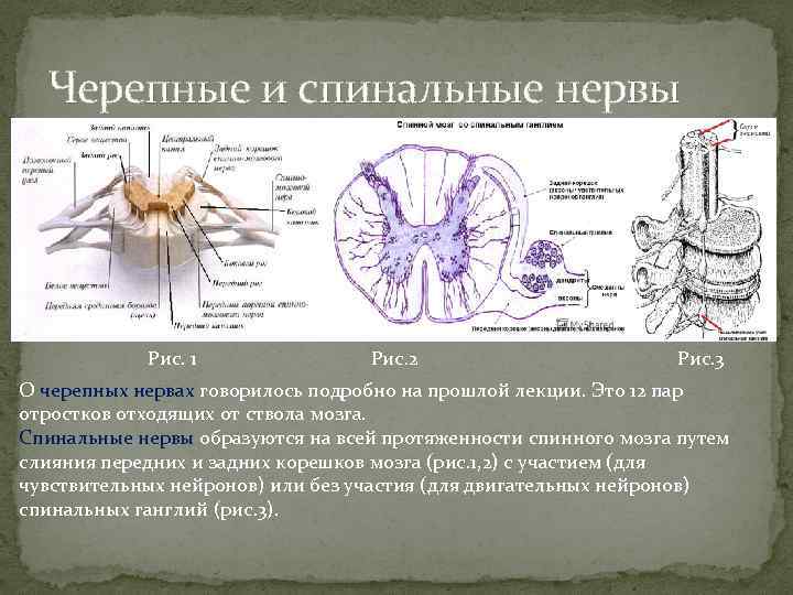 Нервные узлы черепных нервов. Черепные и спинальные нервы. Черепные и спинномозговые нервы. Черепно мозговые ганглии. Чувствительные ганглии черепных нервов.