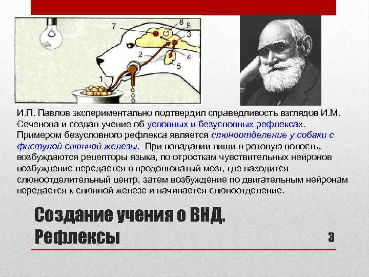 И. П. Павлов экспериментально подтвердил справедливость взглядов И. М. Сеченова и создал учение об