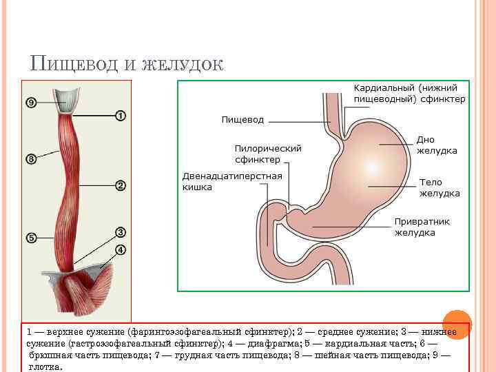 ПИЩЕВОД И ЖЕЛУДОК 1 — верхнее сужение (фарингоэзофагеальный сфинктер); 2 — среднее сужение; 3
