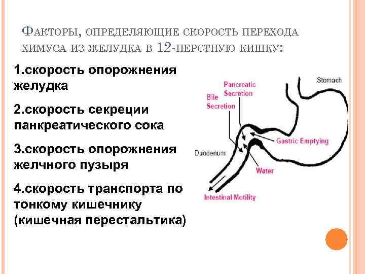 ФАКТОРЫ, ОПРЕДЕЛЯЮЩИЕ СКОРОСТЬ ПЕРЕХОДА ХИМУСА ИЗ ЖЕЛУДКА В 12 -ПЕРСТНУЮ КИШКУ: 1. скорость опорожнения