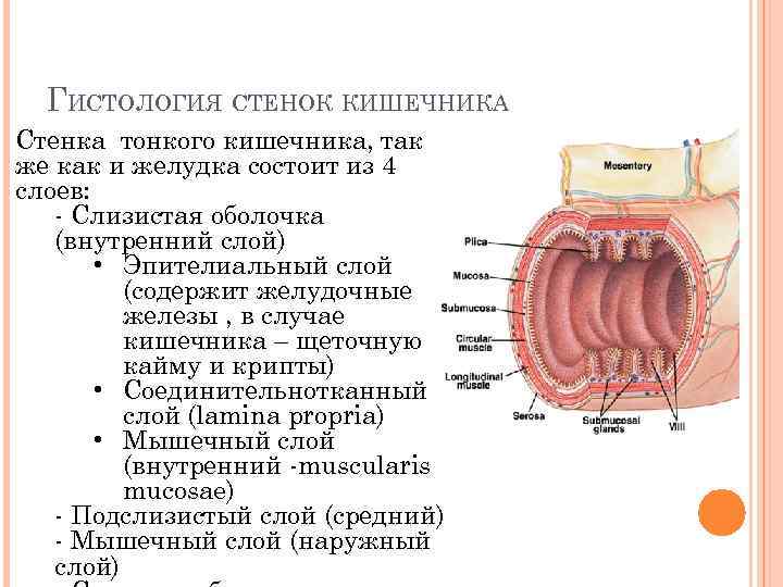 ГИСТОЛОГИЯ СТЕНОК КИШЕЧНИКА Стенка тонкого кишечника, так же как и желудка состоит из 4