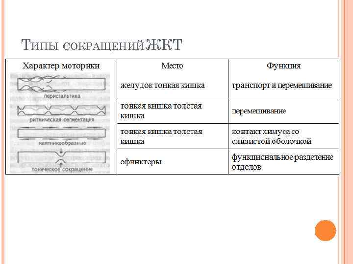 ТИПЫ СОКРАЩЕНИЙ ЖКТ 