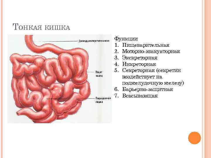 ТОНКАЯ КИШКА Функции 1. Пищеварительная 2. Моторно-эвакуаторная 3. Экскреторная 4. Инкреторная 5. Секреторная (секретин