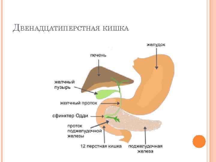 Отделы 12 перстной кишки схема