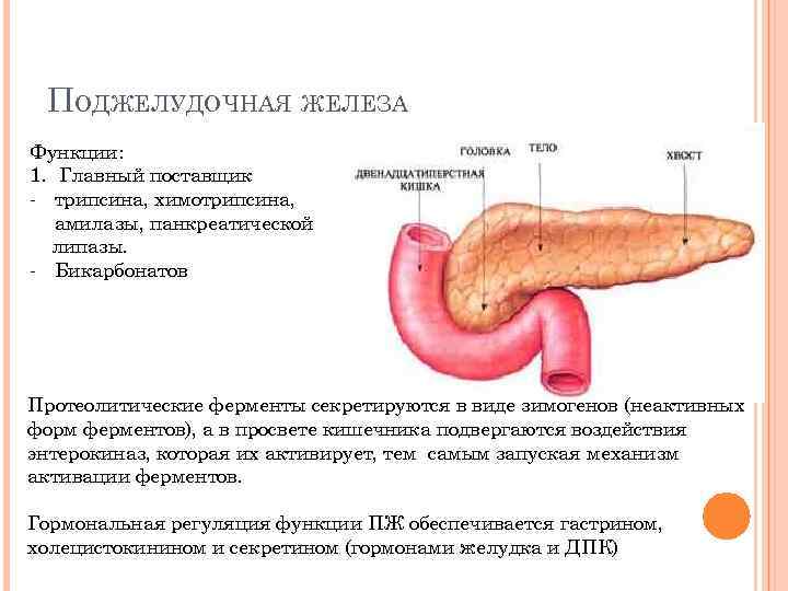ПОДЖЕЛУДОЧНАЯ ЖЕЛЕЗА Функции: 1. Главный поставщик - трипсина, химотрипсина, амилазы, панкреатической липазы. - Бикарбонатов