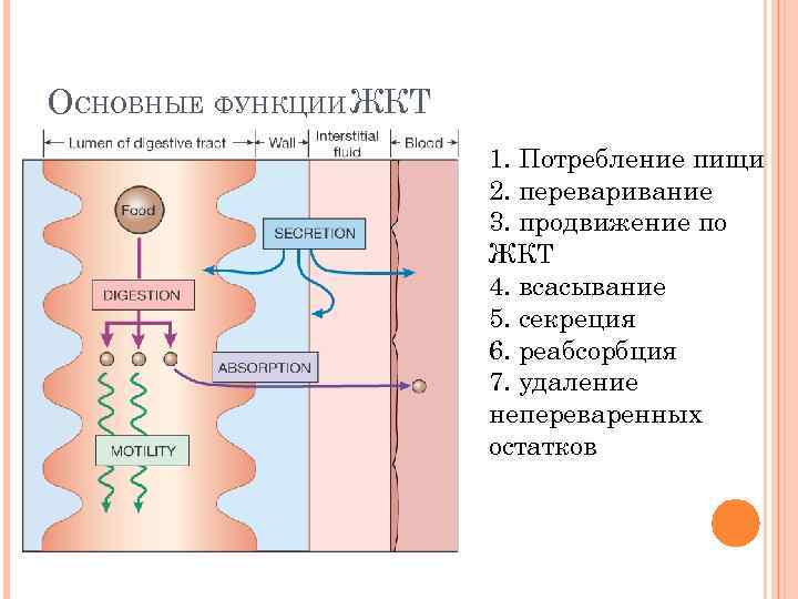ОСНОВНЫЕ ФУНКЦИИ ЖКТ 1. Потребление пищи 2. переваривание 3. продвижение по ЖКТ 4. всасывание