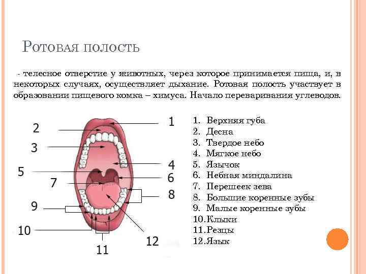 РОТОВАЯ ПОЛОСТЬ - телесное отверстие у животных, через которое принимается пища, и, в некоторых