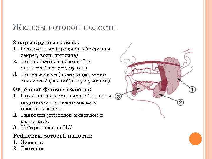 ЖЕЛЕЗЫ РОТОВОЙ ПОЛОСТИ 3 пары крупных желез: 1. Околоушные (прозрачный серозный секрет, вода, амилаза)