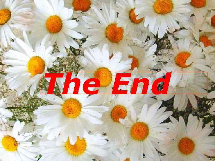 The End 