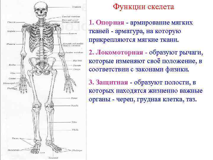 Опорная функция скелета человека