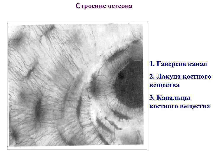 Строение остеона 1. Гаверсов канал 2. Лакуна костного вещества 3. Канальцы костного вещества 