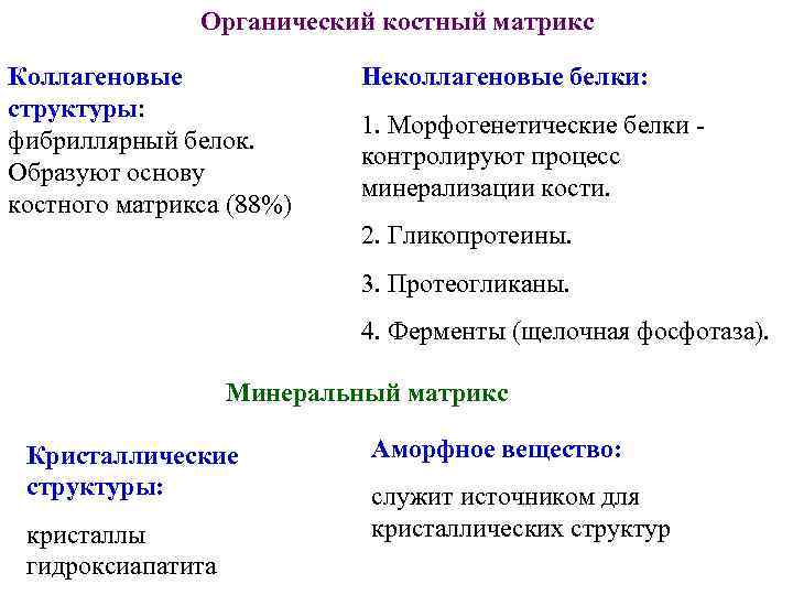 Органический костный матрикс Коллагеновые структуры: фибриллярный белок. Образуют основу костного матрикса (88%) Неколлагеновые белки:
