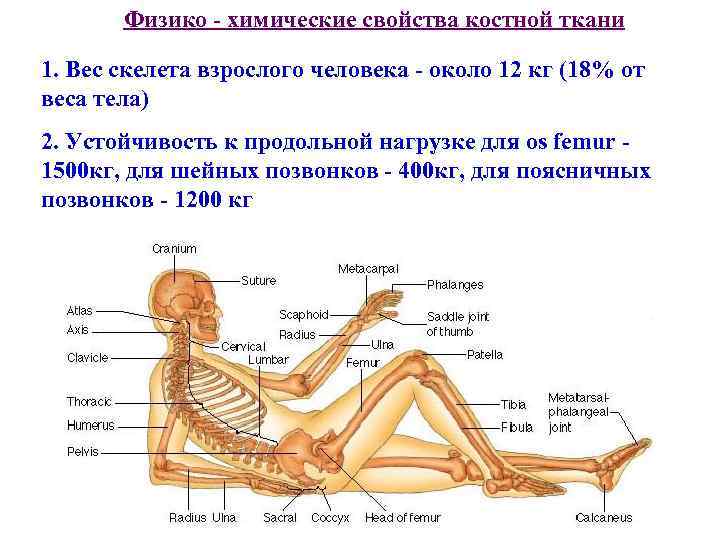 Физико - химические свойства костной ткани 1. Вес скелета взрослого человека - около 12