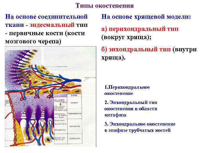 Типы окостенения На основе соединительной ткани - эндесмальный тип - первичные кости (кости мозгового