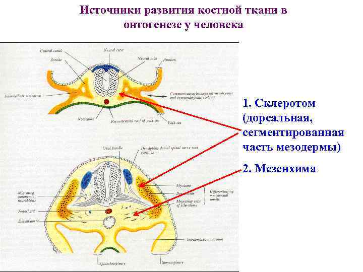 Источник развития. Склеротом сомиты мезодерма. Мезенхима и мезодерма. Ткани из склеротом сомитов мезодермы. Мезодерма склеротом сомиты мезенхима.