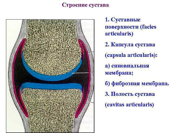 Суставные поверхности