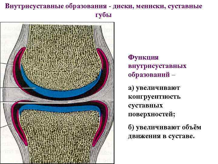 Внутрисуставные образования - диски, мениски, суставные губы Функция внутрисуставных образований – а) увеличивают конгруентность