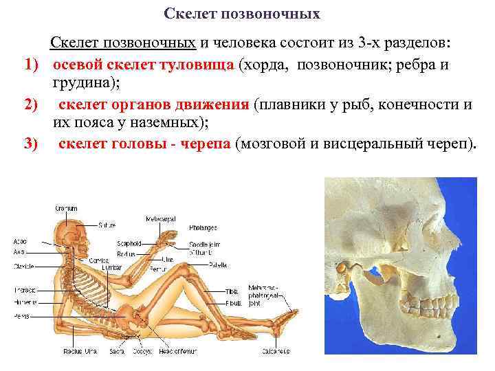 Скелет человека состоит из. Осевой скелет состоит из скольки костей. Осевой скелет таблица. Строение функции осевого скелета.. Осевой скелет человека и аппарат движения.