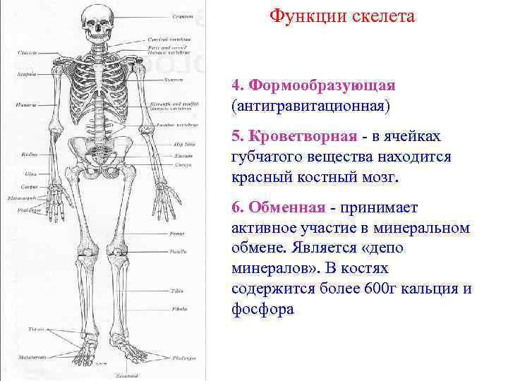 Какую роль выполняет скелет. Функции активной части скелета. Метаболическая функция скелета. Скелет человека выполняет функцию. Скелет человека и его основные функции.