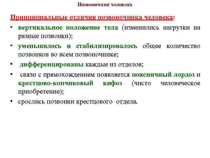 Позвоночник человека Принципиальные отличия позвоночника человека: • вертикальное положение тела (изменились нагрузки на разные