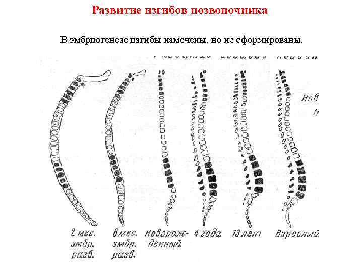 Развитие изгибов позвоночника В эмбриогенезе изгибы намечены, но не сформированы. 