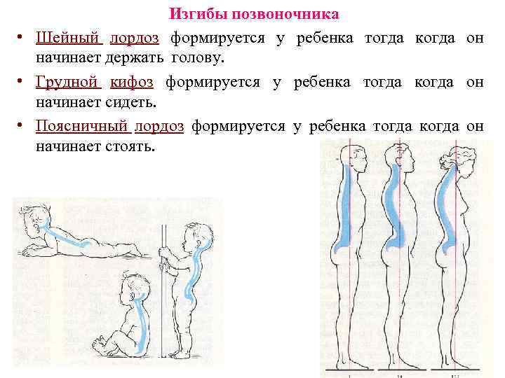 Поясничный лордоз. Лордоз позвоночника у детей. Этапы формирования лордозов и кифозов. Формирование изгибов позвоночника и Возраст ребенка. Формирование изгибов позвоночника у ребенка.