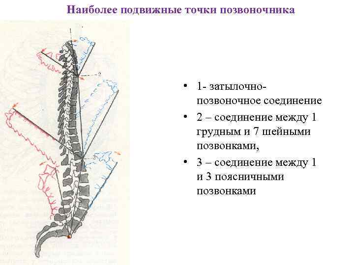 Наиболее подвижные точки позвоночника • 1 - затылочнопозвоночное соединение • 2 – соединение между