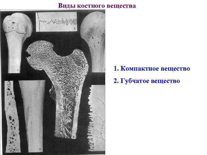 Виды костного вещества 1. Компактное вещество 2. Губчатое вещество 