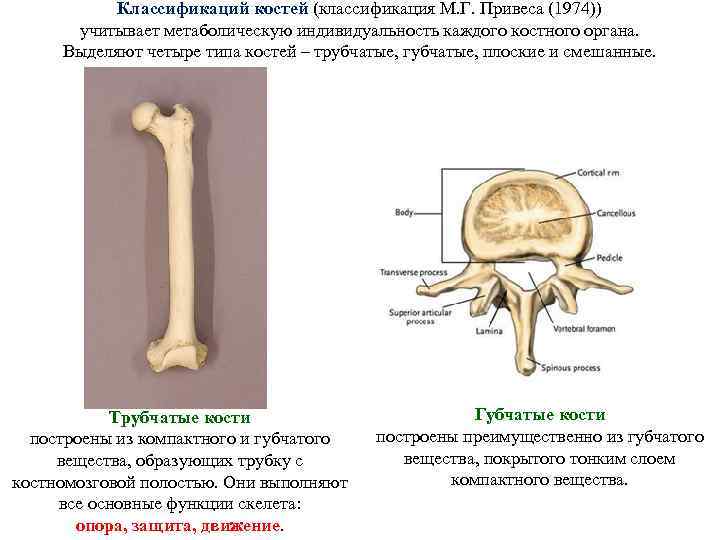 Классификаций костей (классификация М. Г. Привеса (1974)) учитывает метаболическую индивидуальность каждого костного органа. Выделяют