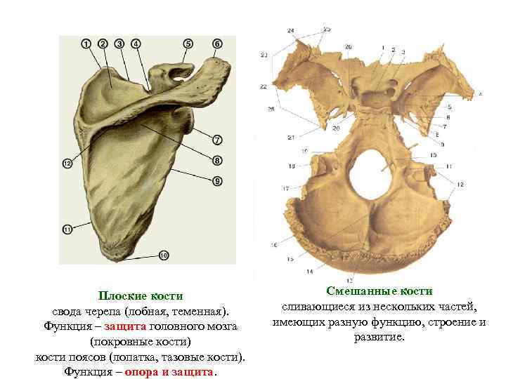 Плоские кости свода черепа (лобная, теменная). Функция – защита головного мозга (покровные кости) кости