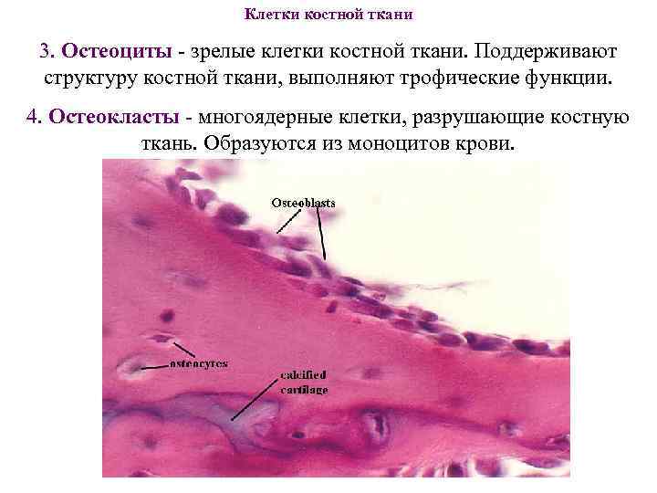 Клетки костной ткани