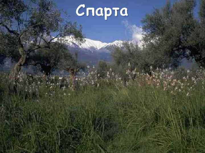 Спарта 