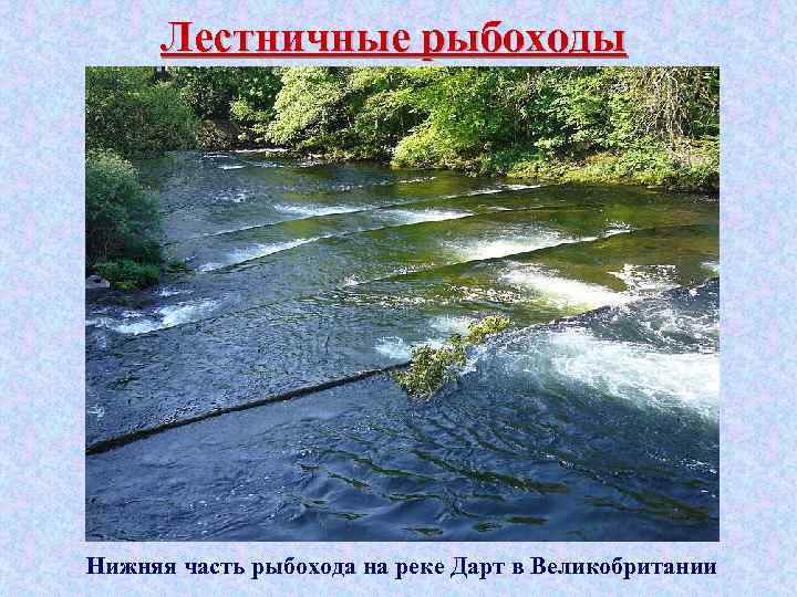 Лестничные рыбоходы Нижняя часть рыбохода на реке Дарт в Великобритании 