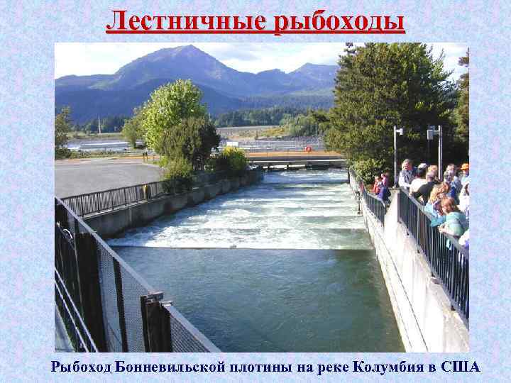 Лестничные рыбоходы Рыбоход Бонневильской плотины на реке Колумбия в США 