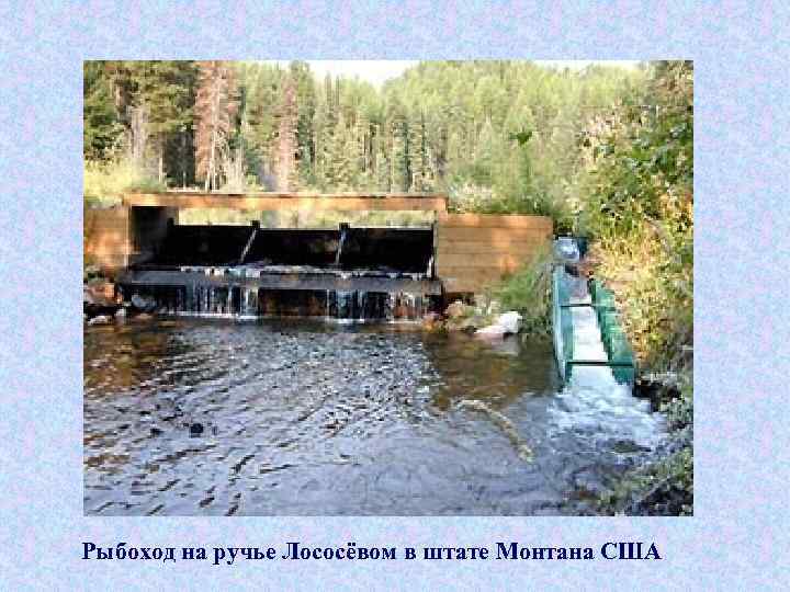 Рыбоход на ручье Лососёвом в штате Монтана США 