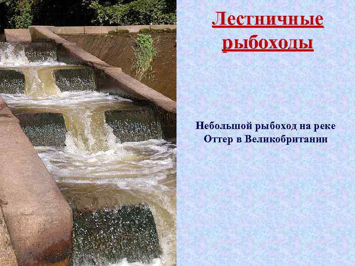 Лестничные рыбоходы Небольшой рыбоход на реке Оттер в Великобритании 