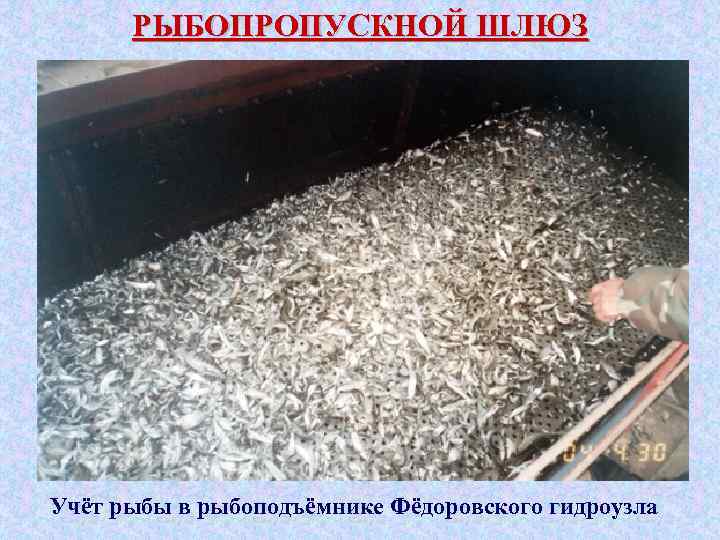РЫБОПРОПУСКНОЙ ШЛЮЗ Учёт рыбы в рыбоподъёмнике Фёдоровского гидроузла 