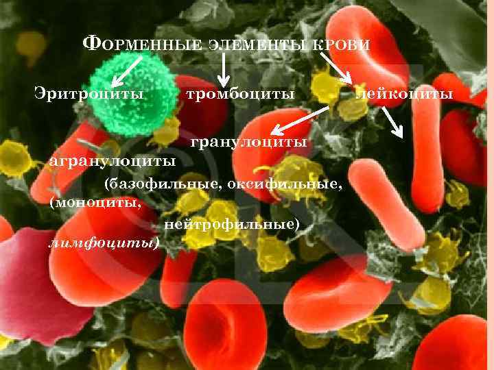 ФОРМЕННЫЕ ЭЛЕМЕНТЫ КРОВИ Эритроциты тромбоциты гранулоциты агранулоциты (базофильные, оксифильные, (моноциты, нейтрофильные) лимфоциты) лейкоциты 