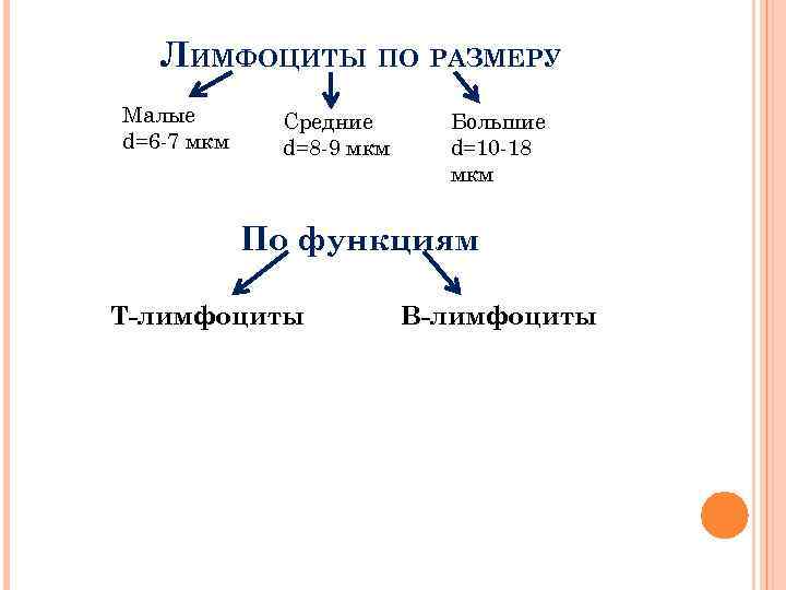 ЛИМФОЦИТЫ ПО РАЗМЕРУ Малые d=6 -7 мкм Средние d=8 -9 мкм Большие d=10 -18